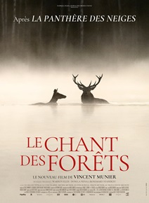 le-chant-des-forêts